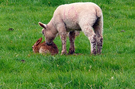 Tập_tin:Sniffing_fur.jpg