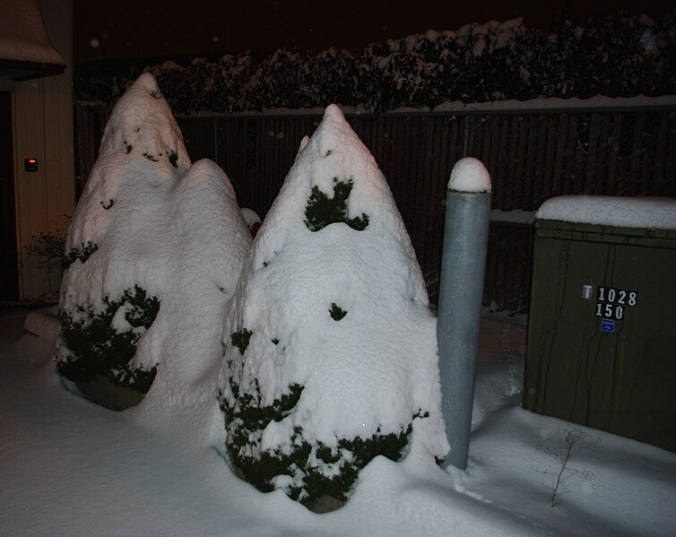 File:Snow covered shrubs in parking lot on Alexander - Hillsboro, Oregon.JPG