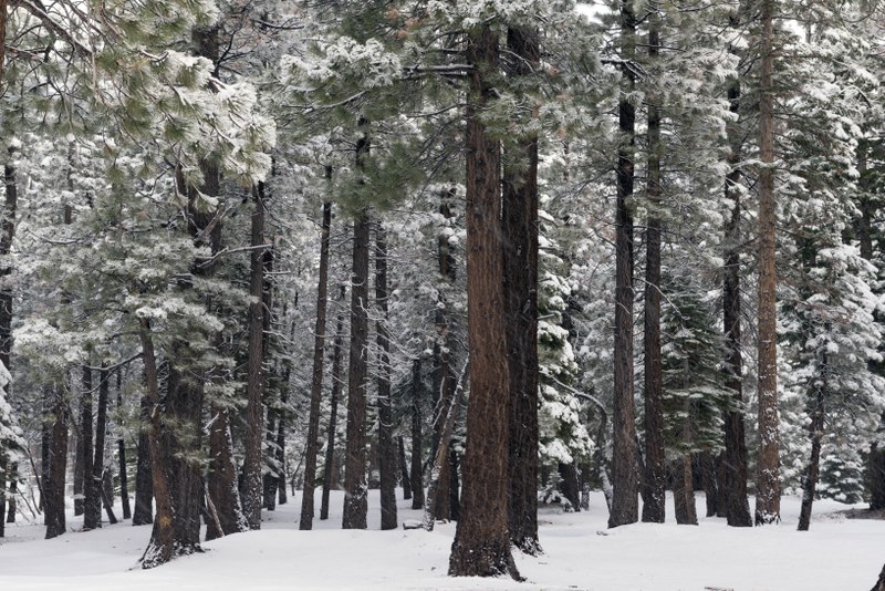 File:Snow covered trees, Mammoth Lakes, California LCCN2013633676.tif