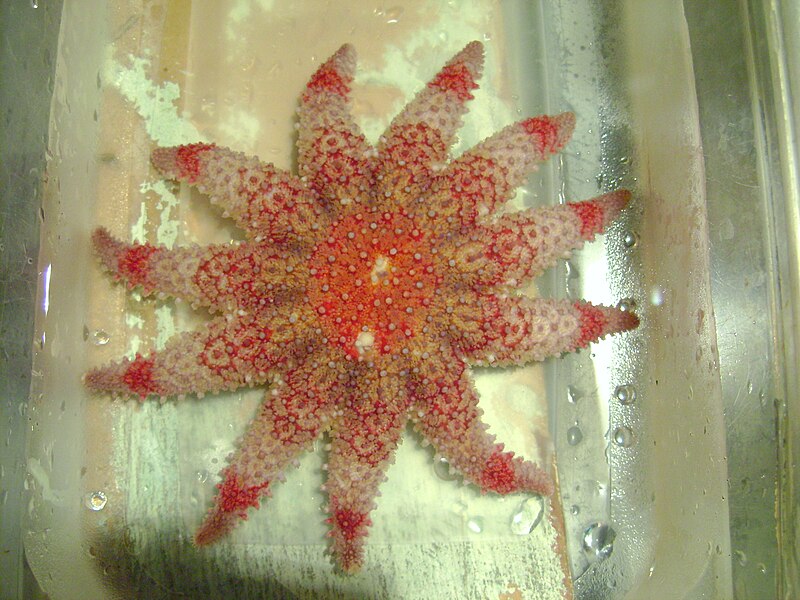 File:Soleil de mer épineux (Crossaster papposus).jpg