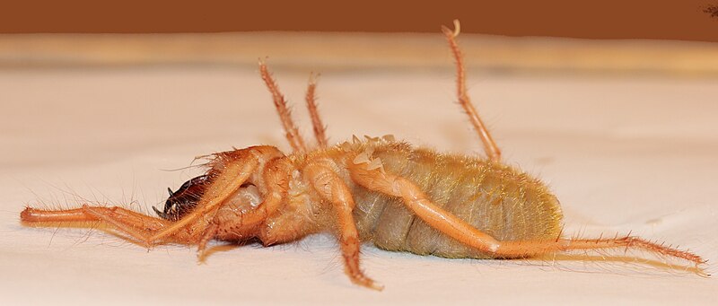 File:Solifugae Solpugidae showing malleoli 2012 01 24 0964s.JPG