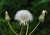 Urospermum picroides (Asteraceae)