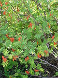 Miniatura per Sorbus