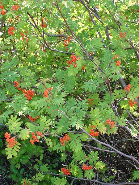 File:Sorbus aucuparia aka rowan.jpg
