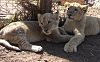 Play with a cub at the Lion Park