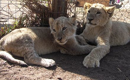 Play with a cub at the Lion Park