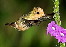 Copalinga Lodge, Ecuador / flash photo SpangledCoquette.jpg