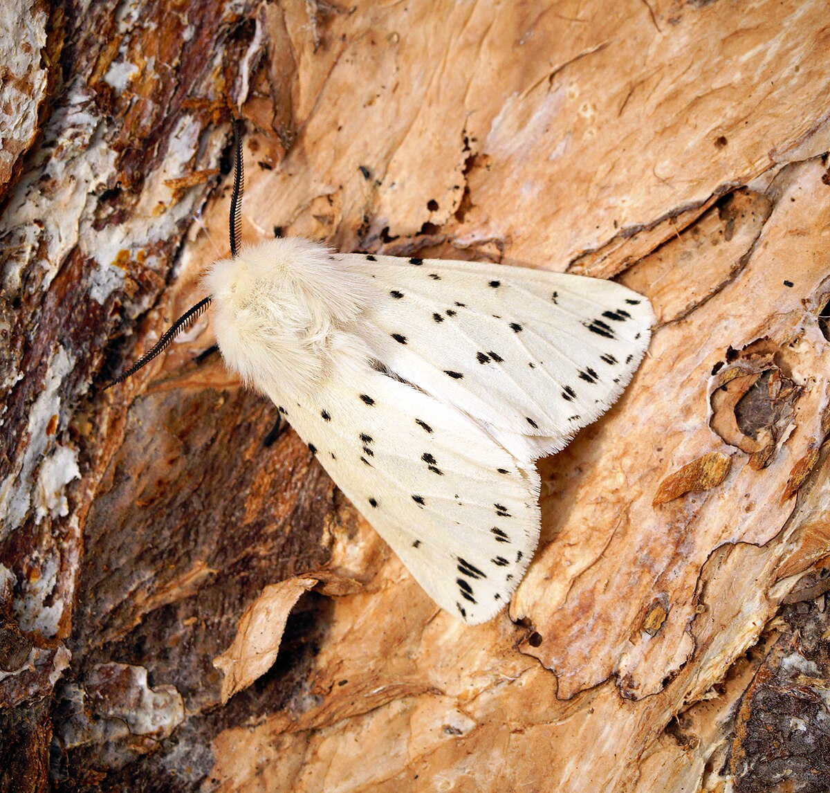 Spilosoma lubricipeda Wikip dia