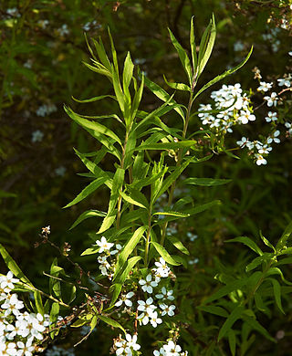 <i>Spiraea thunbergii</i> Species of plant