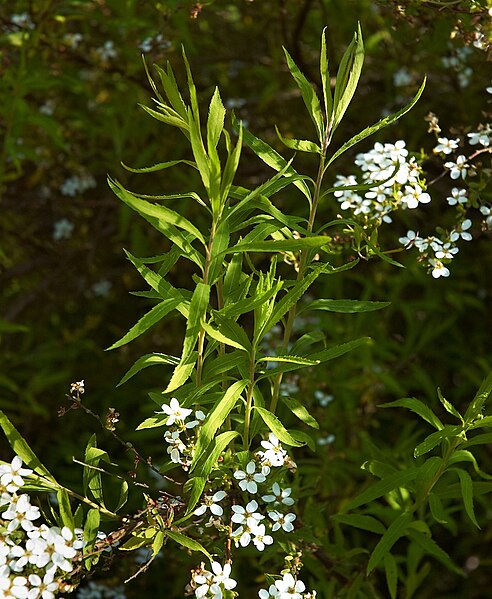 File:Spiraea thunbergii E.jpg