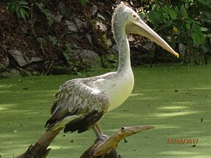 Spot Billed Pelican 3.jpg