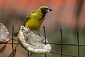 * Nomination Spotted-backed weaver (Ploceus cucullatus spilonotus) male --Charlesjsharp 16:52, 24 December 2022 (UTC) * Promotion  Support Good quality. --Rjcastillo 19:51, 24 December 2022 (UTC)