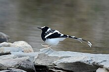 Spotted forktail in Pangot Uttarkhand.jpg