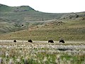 Kawanan bison di Taman Nasional Pulau Antelope, Utah
