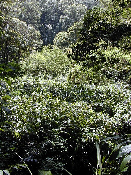 File:Starr 030405-0036 Hedychium sp..jpg