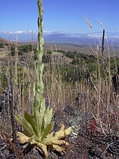 Una pianta di verbasco che cresce in una zona secca e montuosa.