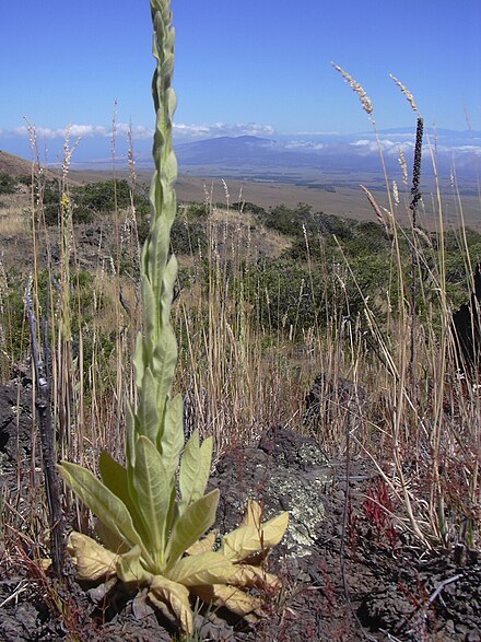 Растение из которых получают. Verbascum Thapsus. Коровяк трава степи. Verbascum Thapsus коровяк обыкновенный. Юкка алоэлистная.