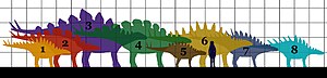 Stegosauria size 01.JPG