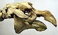 Steller's sea cow skull.jpg