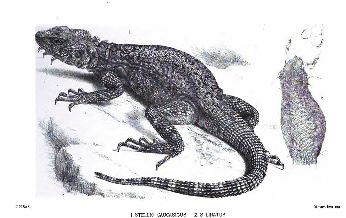 Caucasian agama