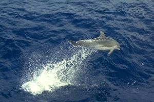 Stenella Coeruleoalba: Distribuzione ed habitat, Morfologia, Tassonomia