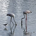 * Nomination Black-winged stilt (Himantopus himantopus) watching Greater flamingos (Phoenicopterus roseus) imm. feeding, Pallikaranai Marsh --Tagooty 03:49, 23 April 2022 (UTC) * Promotion  Support Good quality -- Johann Jaritz 04:05, 23 April 2022 (UTC)