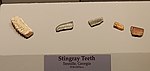 Stingray teeth, Tellus Science Museum.jpg