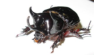 <i>Strategus antaeus</i> Species of beetle