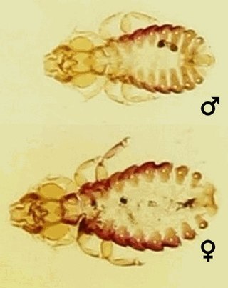 <i>Strigiphilus garylarsoni</i> Species of insect