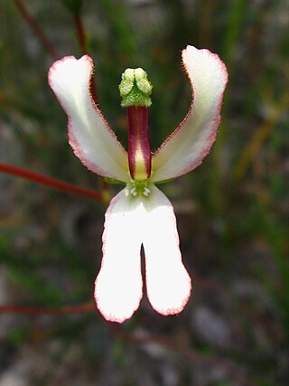 <i>Stylidium schoenoides</i> Species of flowering plant