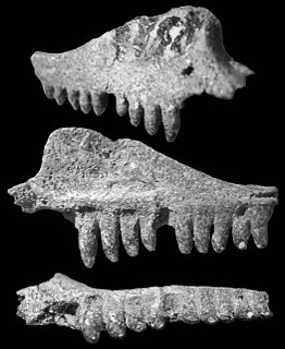 <i>Suchonosaurus</i> Extinct genus of reptiles