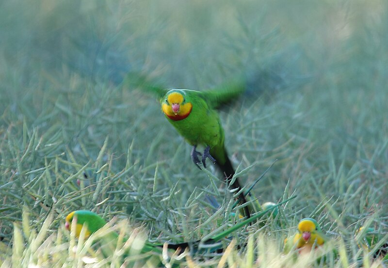 File:Superb Parrot (Polytelis swainsonii) (31008098260).jpg