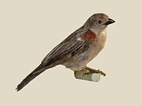 Sparrow, Swahili Passer suahelicus