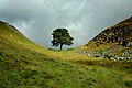 Sycamore Gap ("Robin Hood Tree")