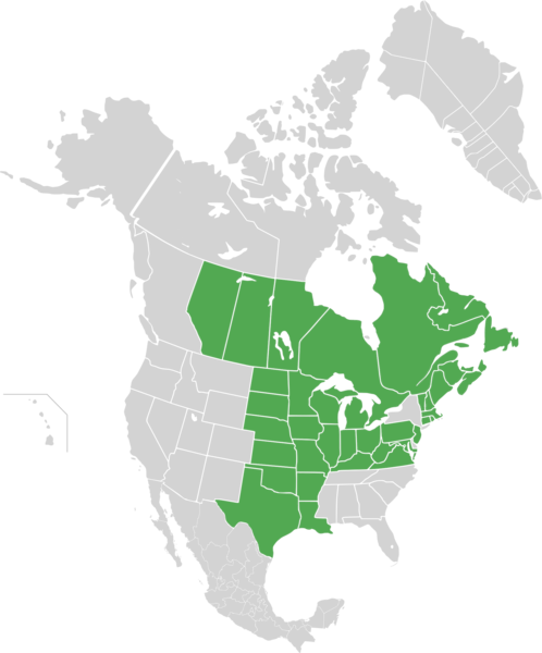 File:Symphyotrichum lanceolatum var lanceolatum distribution map.png