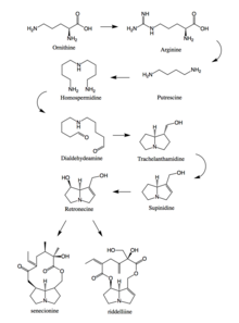 A proposed synthesis of a pyrrolizidine alkaloid (specifically, riddelliine) is shown. Synthesis of Pyrrolizidine Alkaloid.png