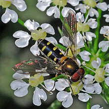 Munara kusumah, - Melangyna umbellatarum (laki-laki).JPG