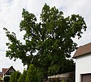 Deutsch: Eiche in Tüschnitz Küps; Naturdenkmal 476/005 English: Protected Oak in Tüschnitz, Küps