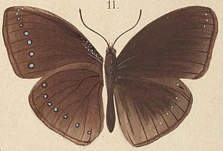 <i>Hypolimnas pithoeca</i> Species of butterfly