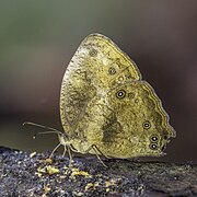 Bicyclus sambulos unicolor (Tailed bush brown) underside