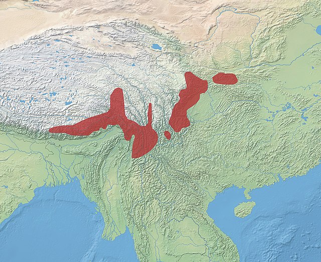 Distribution of the takin