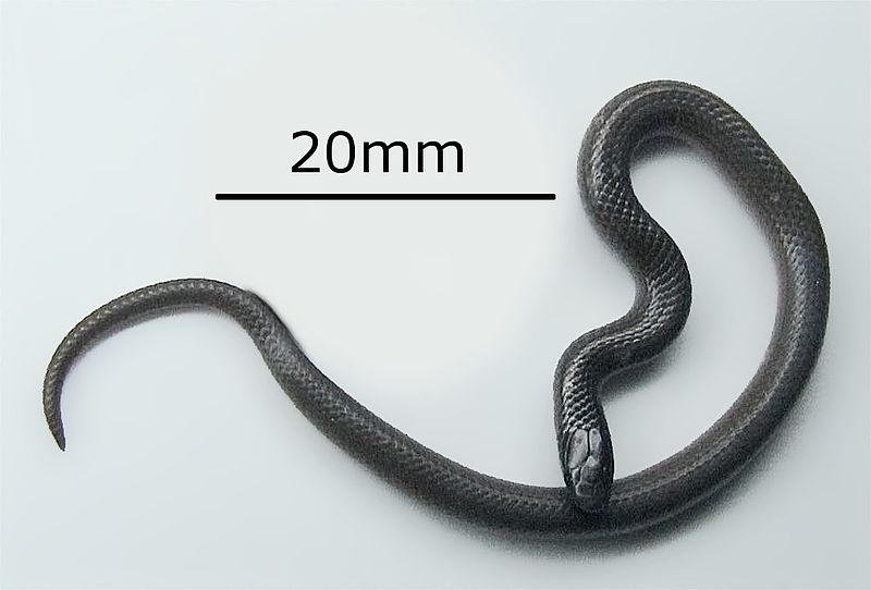 File:Tantilla gracilis.jpg