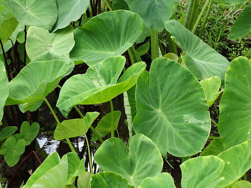 File:Taro (Colocasia esculenta)- Dasheen mosaic - 44369198651.jpg