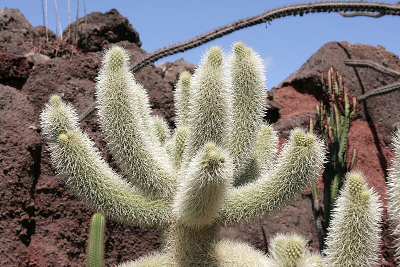 File:Teguise Guatiza - Jardin - Cylindropuntia bigelovii 02 ies.jpg