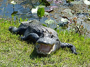 Alligator am Rand des Trails