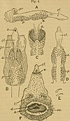 External genitalia of Cryptoprocta ferox The Annals and magazine of natural history; zoology, botany, and geology (1916) (14766334785).jpg