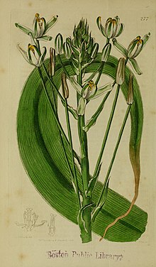 The Botanical register consisting of coloured figures of (1815) (14586421420).jpg