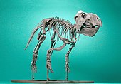 Mounted fossilized skeleton of the Late Cretaceous primitive horned dinosaur Prenoceratops The Childrens Museum of Indianapolis - Prenoceratops pieganensis -1.jpg