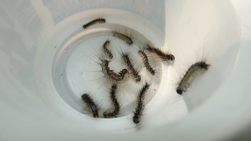 File:The fall webworm (Hyphantria cunea) collected in a Beijing park.jpg