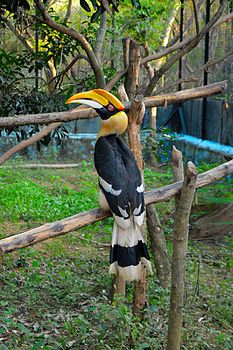 The great indian hornbill (Female pictured).jpg